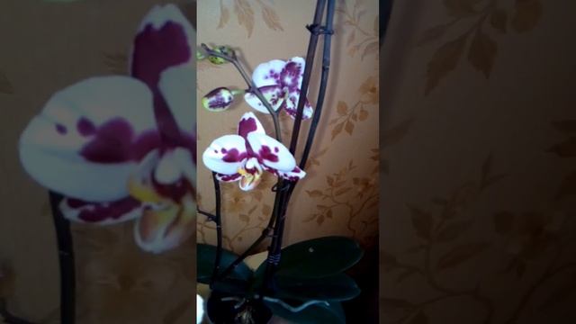 Семенные коробочки фаленопсисов