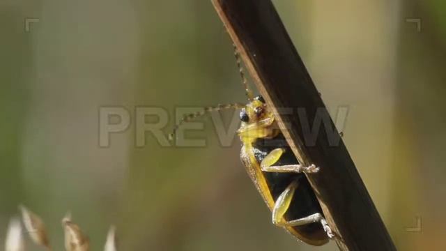 Small Yellow Beetle Stock Video