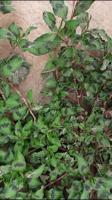 Persicaria lapathifolia