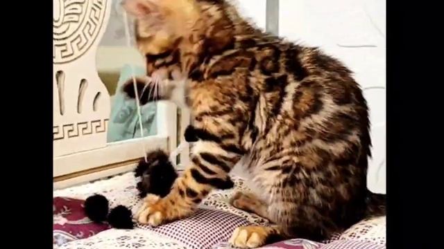 Питомник Домашних кошек ДОМАШНИЙ ЛЕОПАРД. Кот Нильс Стенли