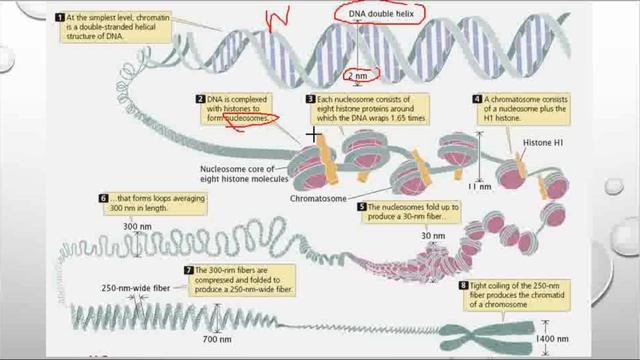PACKAGING OF DNA HELIX