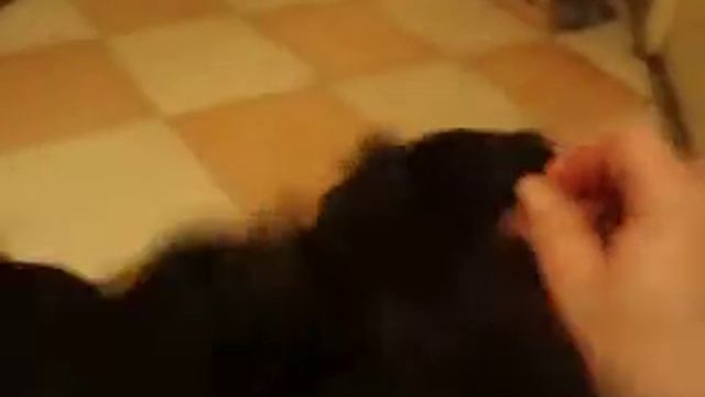Germes и Gefest Besti-Ya Kiy  (2 месяца) IV