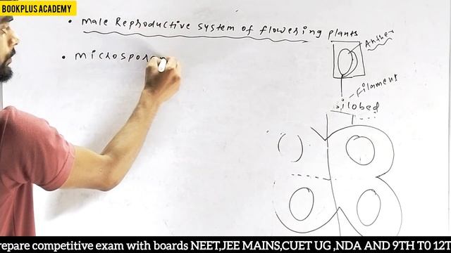 Male reproductive system|Sexual reproduction in Flowering Plants @bookplusacademy