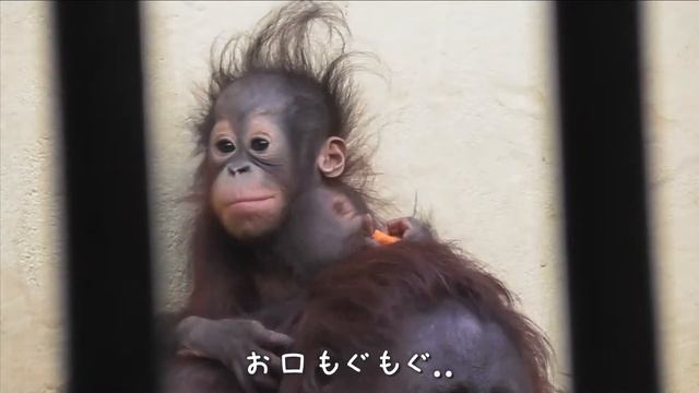 ママの背中でご飯を食べるオランウータンの赤ちゃんレイト 🐾 円山動物園