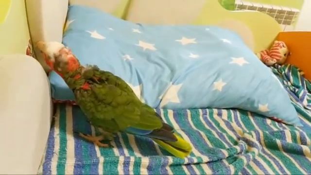 Кубинский Амазон Аркаша В Эфире