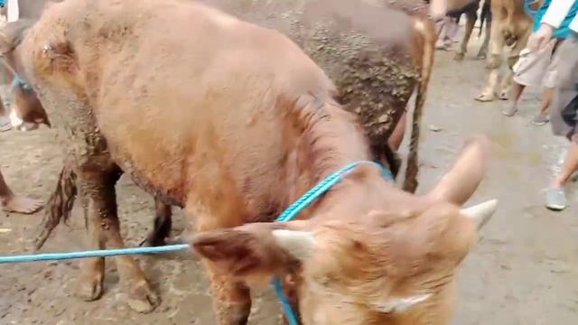 22,5juta❗Bakalan Sapi Jumbo Limousin Super Leher beton Pasar sapi Nganjuk
