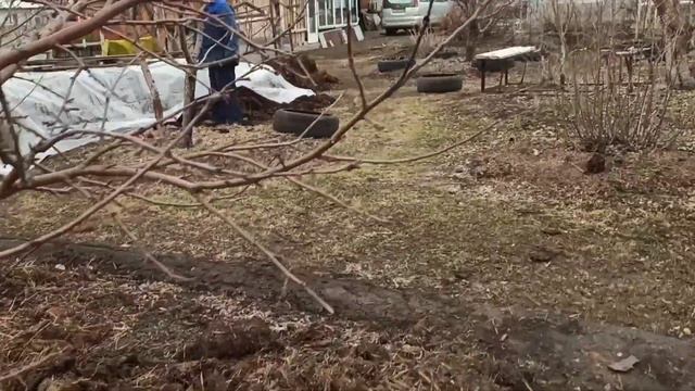 26 апреля. Подготовка навозной грядки для огурцов.+ 5 градусов на улице, а земля в лунках уже 15 гр