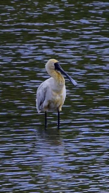 Australian Native Birds Royal #spoonbill Forest Sounds #wildbirds #wildlife #nature.