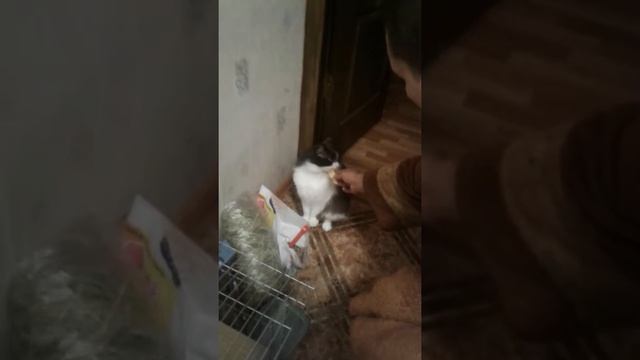 Кот боксёр