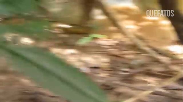 QUANDO A ANACONDA ATACA A CAPIVARA.