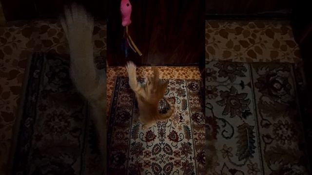 Мишутка ловит рыбку 😊😺🐠