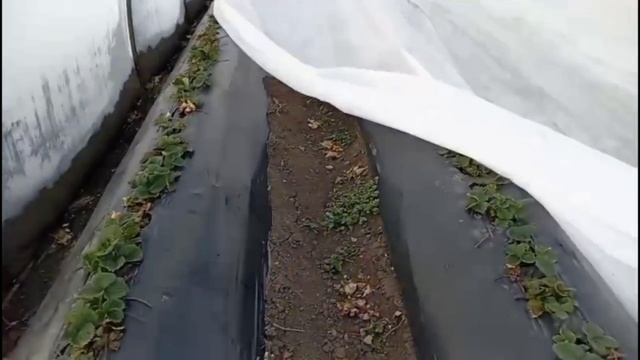 Начало клубничного сезона в Краснодарском крае и Адыгее. Первые подкормки и обработки.
