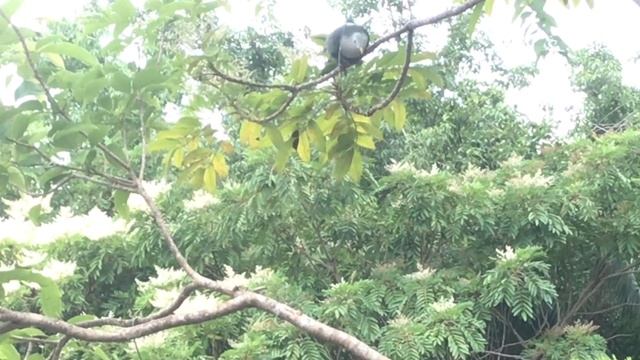 The Most Clever Dove In The World I Ever Meet / Black-Chinned Fruit Dove Rescue #34 @WildNatureUniq