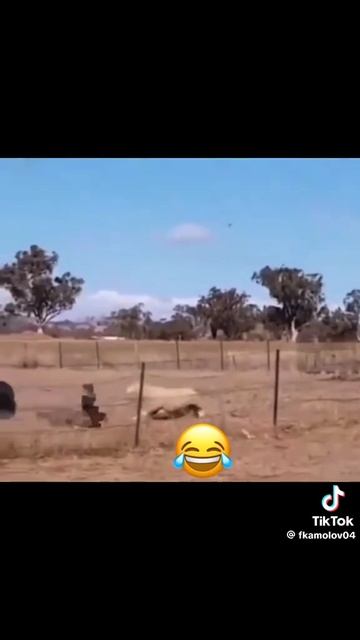 баран развлекается