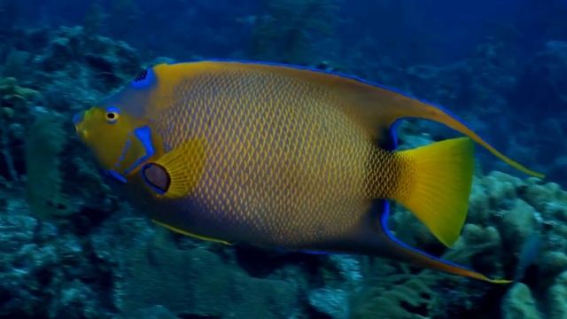 Queen Angelfish For Sale Keys Marine Life Direct Florida