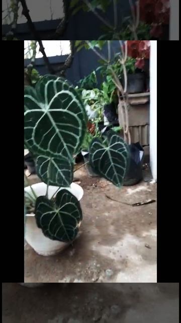 Anthurium Tarantula #shorts #short #youtube