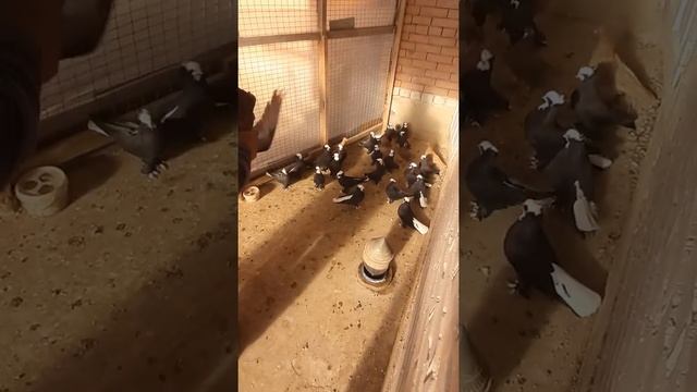 владикавказские белохвостые