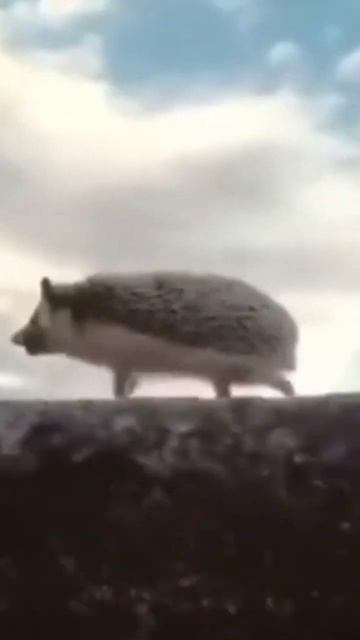 ежик