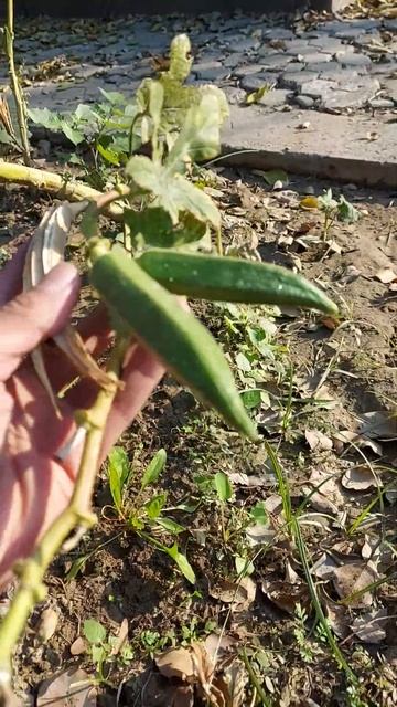 OKRA in my kitchen Garden