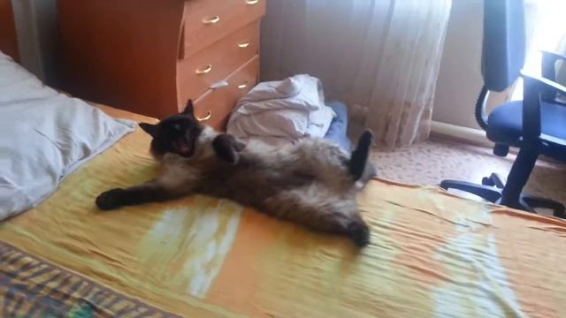 Кот Балу отдыхает)