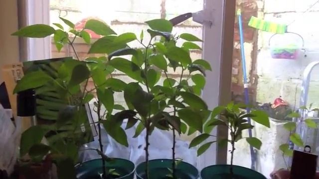 Allotment day 37 - Sow chilli & onion seeds, chit potatoes & clear couch grass