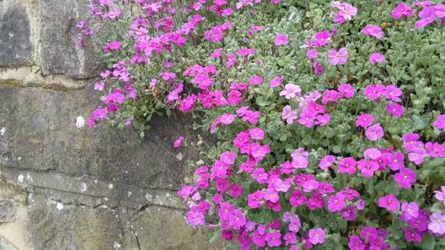 #Shorts#ฉันหลงรัก#ฤดูใบไม้ผลิ#ที่อังกฤษ#ดอก Aubrieta/I fall in love with the English spring.