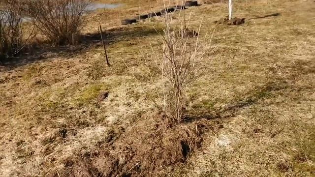 ОБЗОР ОГОРОДА ПОСЛЕ ЗИМЫ