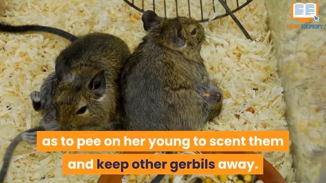 HowExpert Top 10 Fun Facts About Gerbils - HowExpert