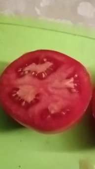 Томат Саня 🍅👍