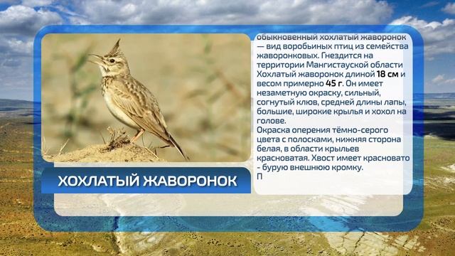 Птицы Мангистауской области. Жаворонок