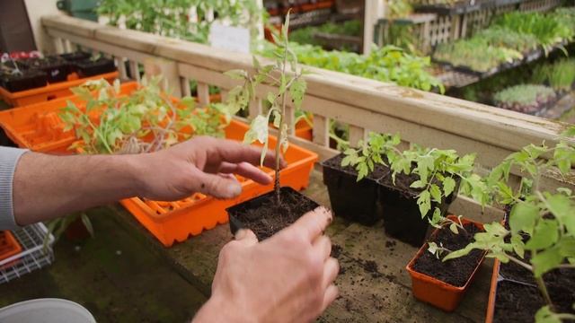 Tips On Separating And Planting  Tomato Seedlings