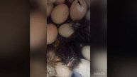 Выводим цыплят Брама и Китайская шелковая!