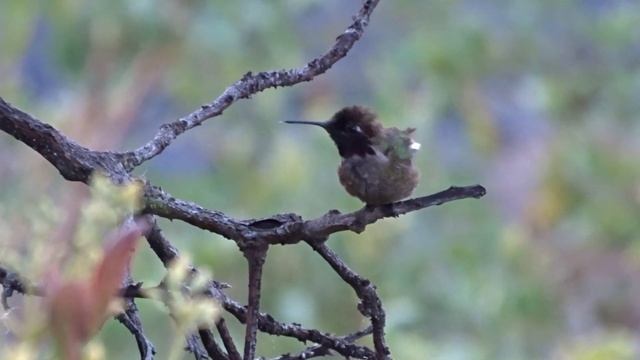 Winter Garden Updated TIPS 🌿Growing Tons of Lettuce Kale Onions Tomatoes Chard MORE ❤️ Hummingbirds