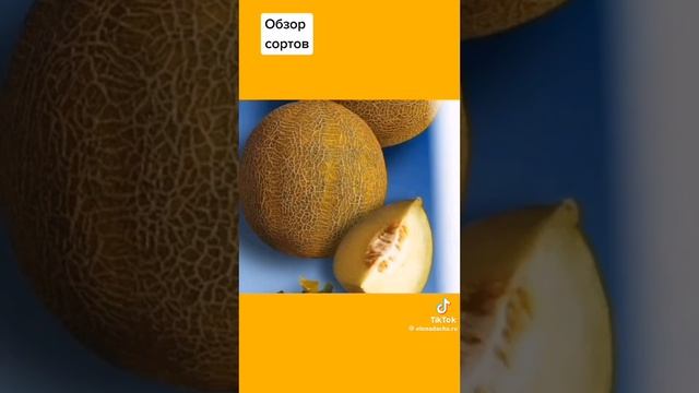 Сорты дынь