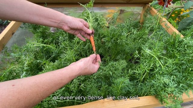 How to Keep Carrots from Forking