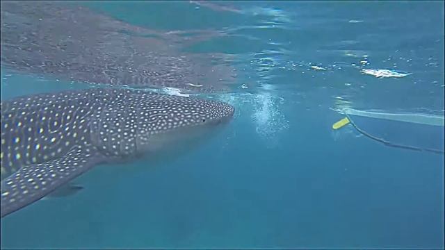 Swimming with Whale Sharks in Cebu, Philippines 2015