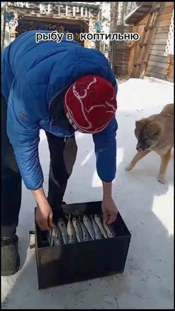 СКУМБРИЯ горячего копчения #скумбрия #рыба#мангал