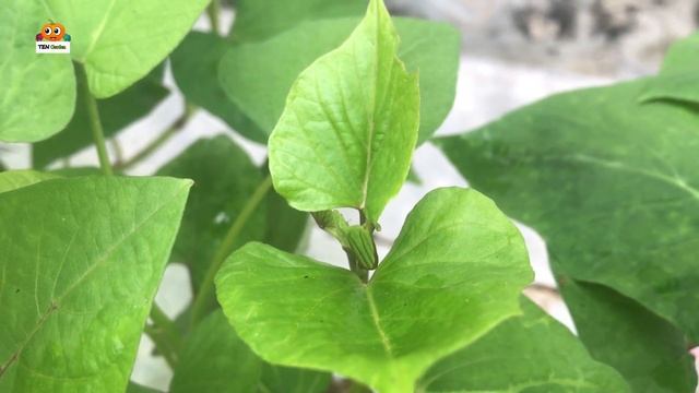 Growing sweet potatoes in sacks is very easy, the tubers are unexpectedly abundant│Ipomoea batatas