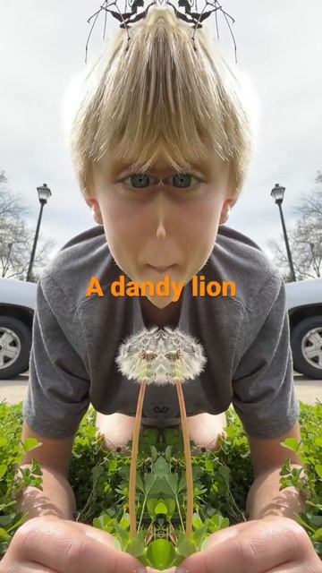 A dandy lion