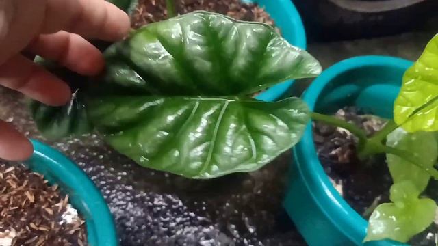 EP 26 | UPDATE ON MY DRAGON SCALE ALLOCASIA |