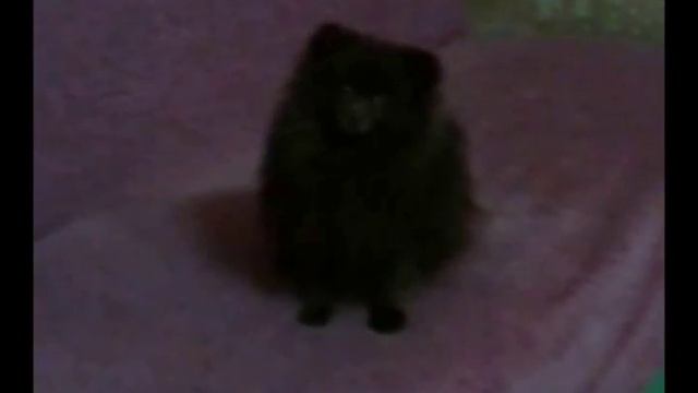 Маус кукушка
