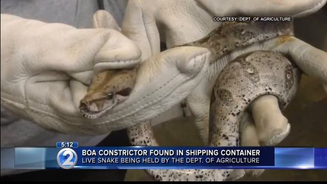 Live boa constrictor found in shipping container