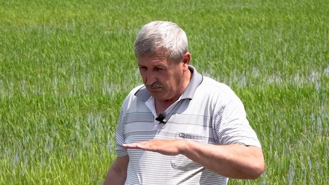Як за 10 кілометрів від тимчасово окупованого Криму вирощують рис