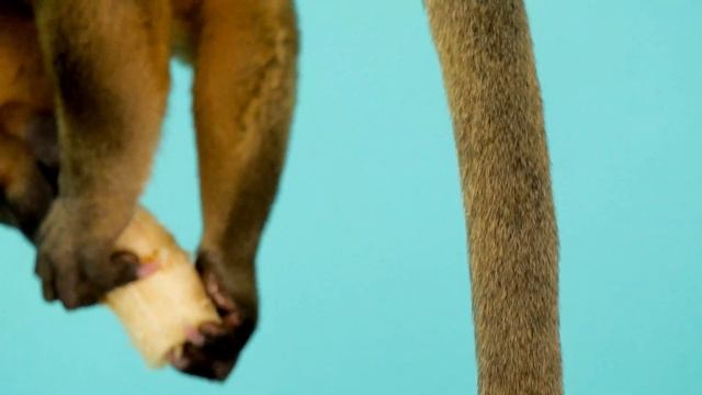 Climbin' Kinkajous!!!