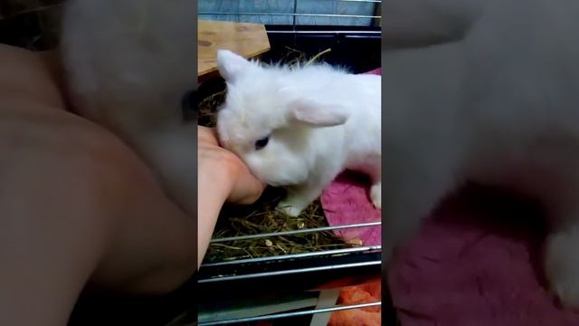 Самый красивый кролик Бусько