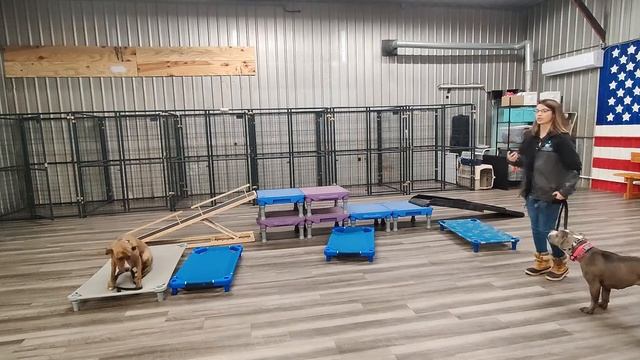 Pit bulls Tony and Gracie Heading Home! | Mini Educator 300 series | Basic Commands in action