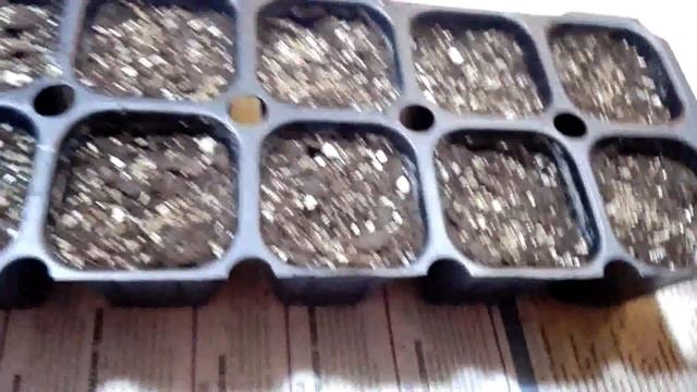 Como Sembrar Apio/Como Sembrar Apio Con Semilla/Mi huerto en el balcón