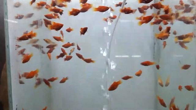 Blue Ocean | Platy Fish