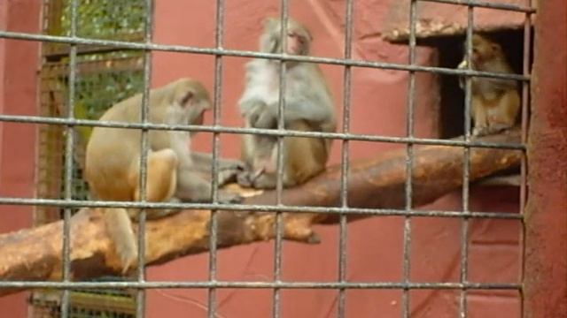 Monkey penis flea eating!(monkey buisness!)