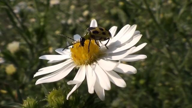 Spotted Cucumber Beetle 2 HQ HD